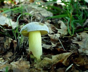 Klikni pro velký obrázek