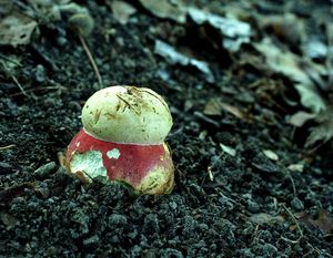 Klikni pro velký obrázek