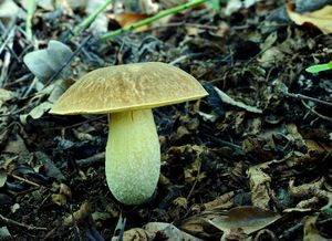 Klikni pro velký obrázek