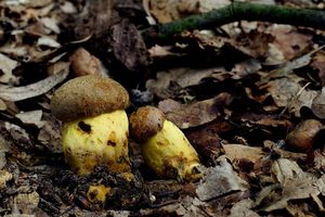 Klikni pro velký obrázek