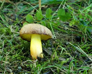 Klikni pro velký obrázek