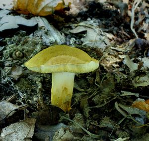 Klikni pro velký obrázek