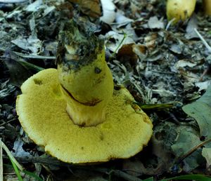 Klikni pro velký obrázek