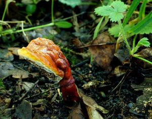 Lesklokorka lesklá - Ganoderma lucidum (Curtis) P. Karst. 1881