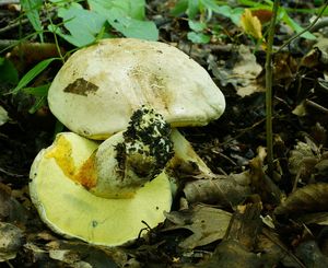 Klikni pro velký obrázek