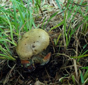 Klikni pro velký obrázek