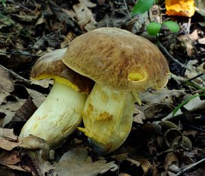 Klikni pro velký obrázek