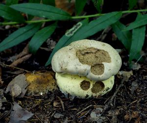 Klikni pro velký obrázek