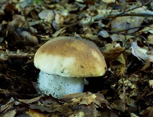 Klikni pro velký obrázek