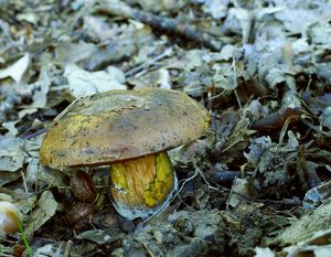 Klikni pro velký obrázek