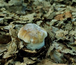 Klikni pro velký obrázek