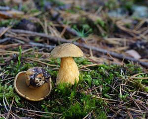 Klikni pro velký obrázek