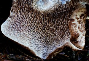 Lošák šupinatý - Sarcodon squamosus
