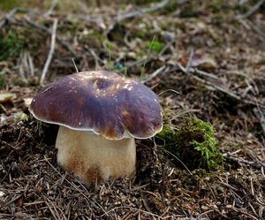 Hřib smrkový - Boletus edulis Bull. 1782