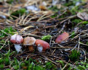 Klikni pro velký obrázek