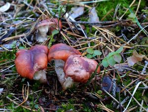 Klikni pro velký obrázek