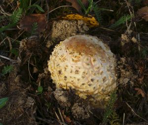 Klikni pro velký obrázek