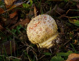 Klikni pro velký obrázek