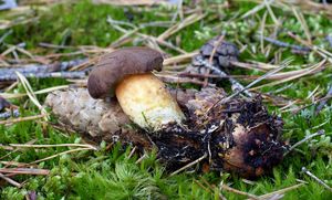 Klikni pro velký obrázek