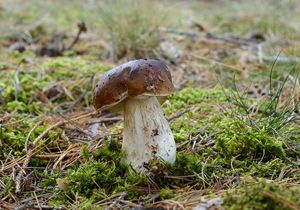 Hřib smrkový - Boletus edulis Bull. 1782