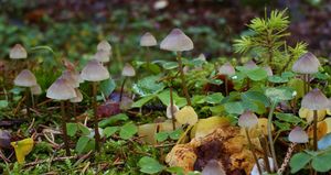 Klikni pro velký obrázek