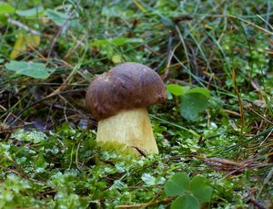 Klikni pro velký obrázek