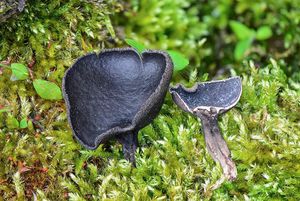 Chřapáč černý - Helvella corium (O. Weberb.) Massee