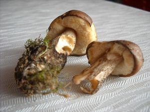 Klikni pro velký obrázek