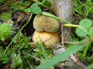 Klikni pro velký obrázek