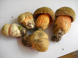 Klikni pro velký obrázek