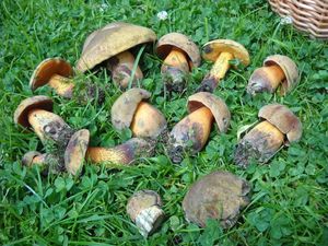 Klikni pro velký obrázek