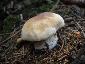 Klikni pro velký obrázek