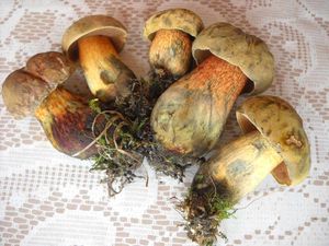 Klikni pro velký obrázek