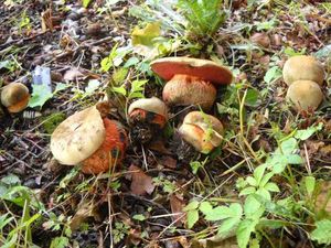 Klikni pro velký obrázek