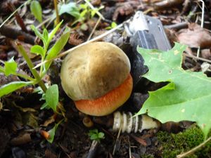 Klikni pro velký obrázek