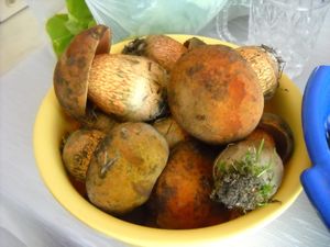 Klikni pro velký obrázek