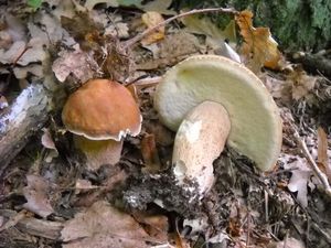 Klikni pro velký obrázek