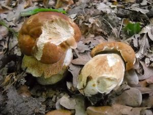 Klikni pro velký obrázek