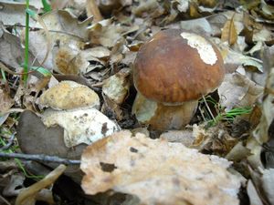 Klikni pro velký obrázek