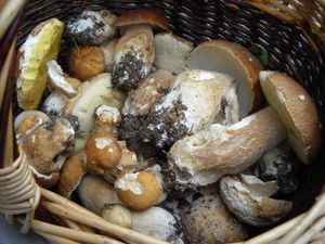 Klikni pro velký obrázek