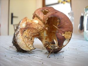 Klikni pro velký obrázek