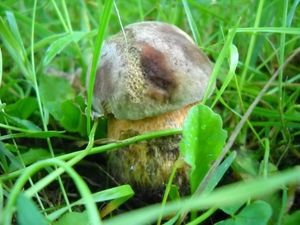 Klikni pro velký obrázek