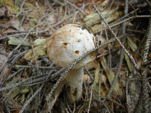 Klikni pro velký obrázek