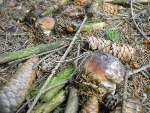 Klikni pro velký obrázek