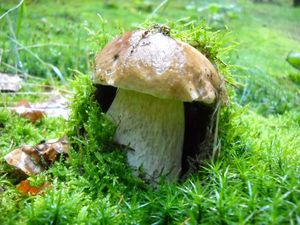 Klikni pro velký obrázek