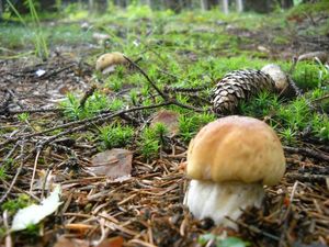 Klikni pro velký obrázek