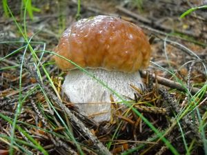 Klikni pro velký obrázek