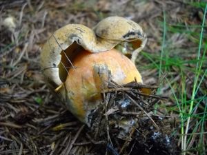 Klikni pro velký obrázek