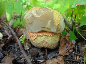 Klikni pro velký obrázek