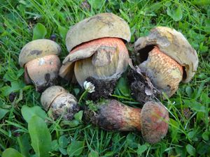 Klikni pro velký obrázek